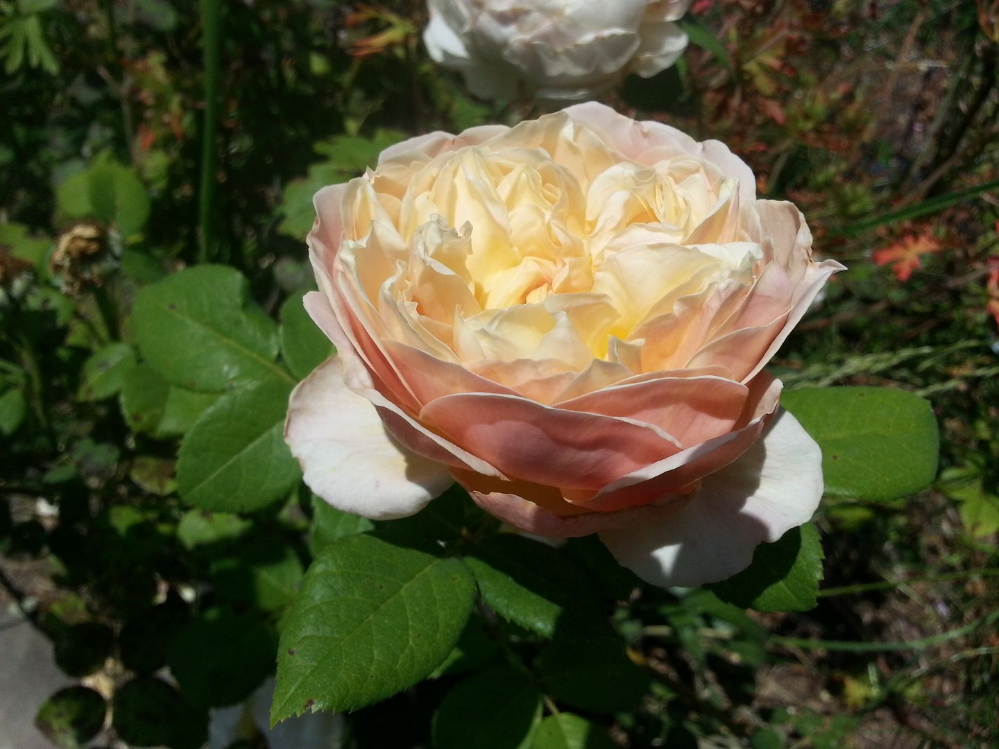 charles darwin photo 20130601_153700_zpscc7538fd.jpg